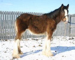 Pferd Lily's Catriona Thorsdottir (Clydesdale, 2013, von Renaissance Thor God of Thunder)