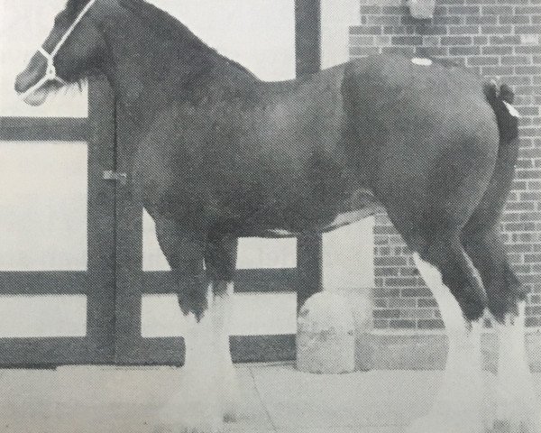 Zuchtstute Lily of the Glen (Clydesdale, 1983, von Doura Masterstroke)