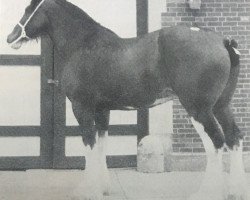 broodmare Lily of the Glen (Clydesdale, 1983, from Doura Masterstroke)