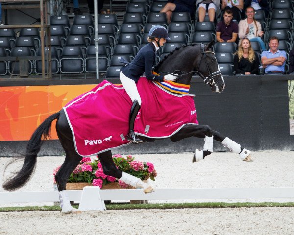 stallion Jameson Rs2 (Royal Warmblood Studbook of the Netherlands (KWPN), 2014, from Zack)