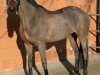 dressage horse Hogwart's Hailey (Westphalian, 2012, from Hogwart)