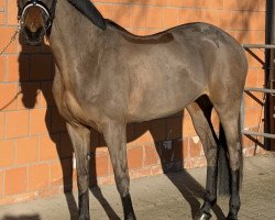 dressage horse Hogwart's Hailey (Westphalian, 2012, from Hogwart)