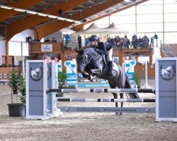 jumper Valentino 379 (German Riding Pony, 2011, from Vincenzo)