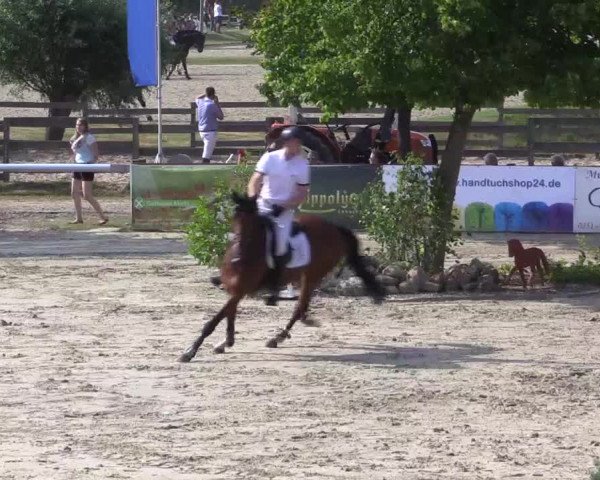 Reitturnier Münster-Roxel 2015