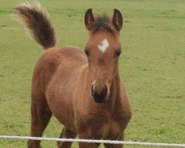 Pferd SGW Jabari (Vollblutaraber, 2013, von SGW Shamaal ox)