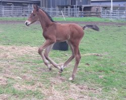 Springpferd Chokaro (Holsteiner, 2018, von Clarimo Ask)