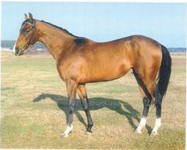 stallion Alp (Akhal-Teke, 1993, from Amelit 12)