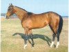 stallion Alp (Akhal-Teke, 1993, from Amelit 12)