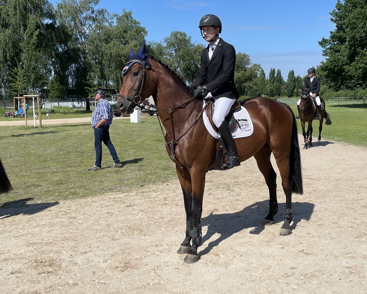 stallion Ascii S (Hanoverian, 2017, from Abke 4)