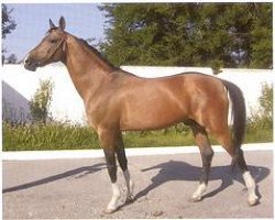 stallion Garpun (Akhal-Teke, 1991, from Pudok)