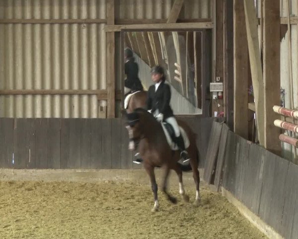 Reitturnier Grefrath - Reitanlage Heitzerend 2015