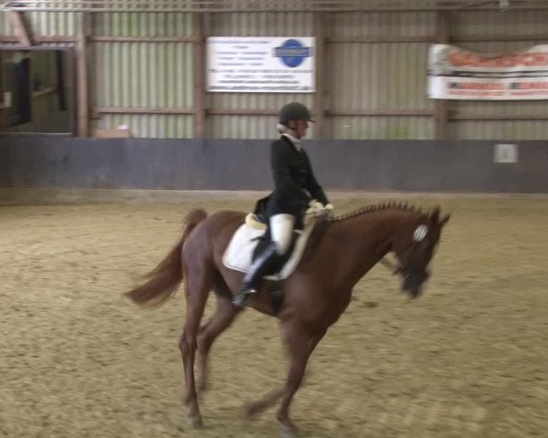Reitturnier Grefrath - Reitanlage Heitzerend 2015