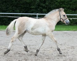 horse Kalle (Fjord Horse, 2021, from Kristofferson)