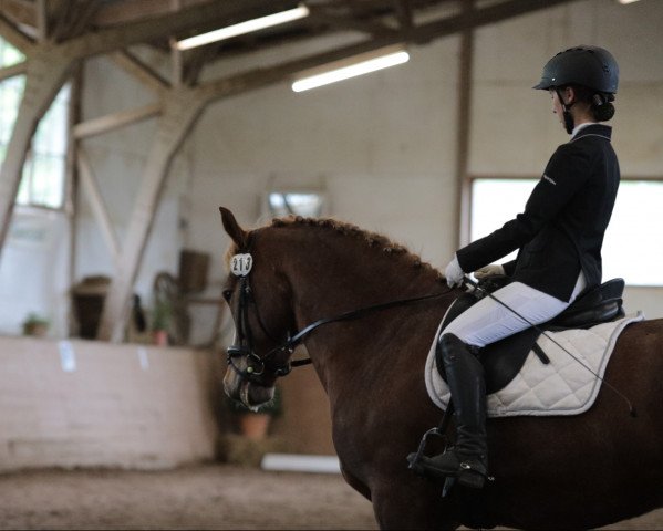 dressage horse Landos vom Kappensand (Freiberger, 2011, from Littoral)