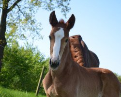 horse Billainess (Lina) (Westfale, 2018, from Balou Peggio)