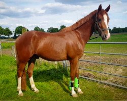 Pferd Nemo (Deutsches Reitpony, 2015, von Fs Numero Uno)