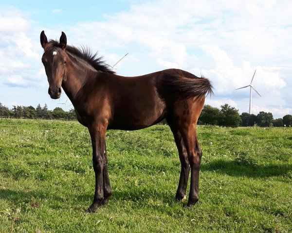 dressage horse Stute (Oldenburg, 2017, from Buckingham)