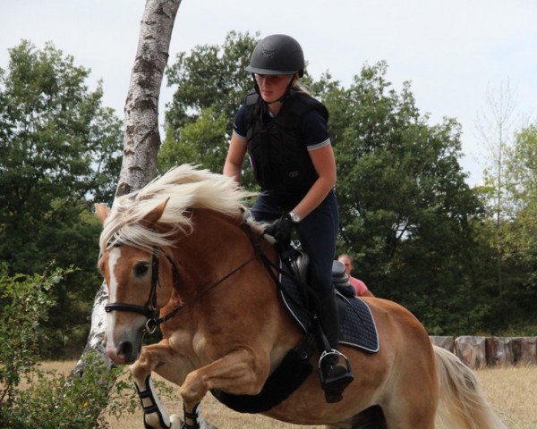 horse Wopke van het Ligterink (Haflinger, 2009, from Winser)