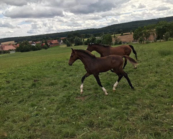 jumper Cain W. (German Sport Horse, 2021, from Chrysanthus)