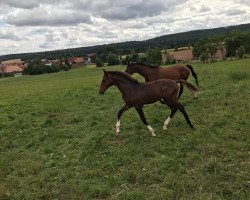 Springpferd Cain W. (Deutsches Sportpferd, 2021, von Chrysanthus)