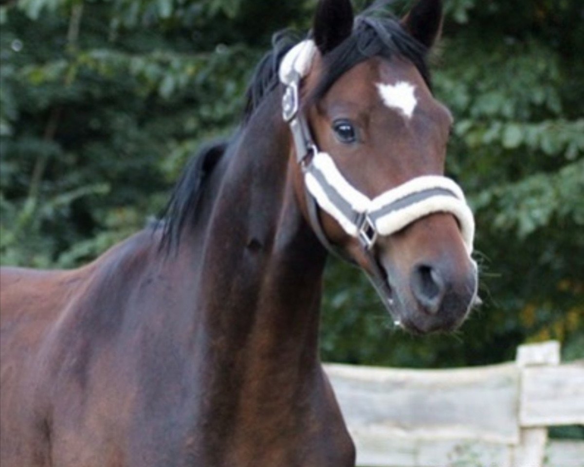 dressage horse Matteo 5 (German Sport Horse, 2016, from FS Mr. Right)