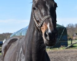 broodmare Arizona 144 (KWPN (Royal Dutch Sporthorse), 2005, from Quantum)