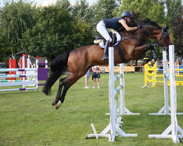 jumper Vincenzo P (German Sport Horse, 2008, from Verdi)