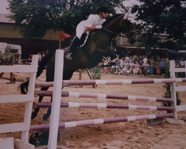 horse Diablo (Daniel) (Trakehner, 1978, from Gunnar DH 185)