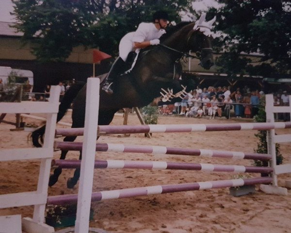 Pferd Diablo (Daniel) (Trakehner, 1978, von Gunnar)