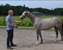 Zuchtstute Frosen Blue (Holsteiner,  , von Zirocco Blue)