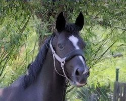 broodmare Devinette (Hanoverian, 2004, from De Niro)