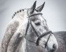 stallion Albfuehren's Coupe de Alb (Oldenburg show jumper, 2008, from Coupe de Coeur 2)