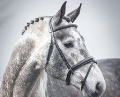 Deckhengst Albfuehren's Coupe de Alb (Oldenburger Springpferd, 2008, von Coupe de Coeur 2)