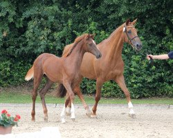 broodmare Chicofina (Holsteiner, 1999, from Corofino I)