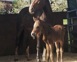 broodmare Unice (Holsteiner, 2004, from Chambertin)