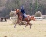 dressage horse I care for you (Württemberger, 2013, from Icare d'Olympe AA)