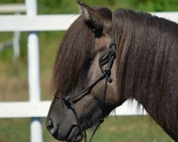 horse Barki (Iceland Horse, 2009, from Bassi fra Bakka)