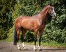 Springpferd Corrado 145 (Deutsches Sportpferd, 2016, von Clooney)