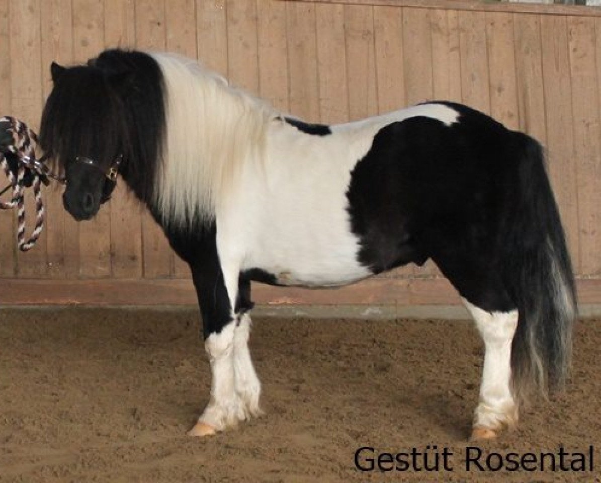 Deckhengst Fifty Fifty fan't Skoallelân (Shetland Pony, 2012)