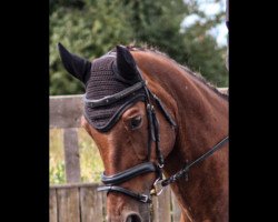 dressage horse Kaiserwind 3 (German Riding Pony, 2004, from Kaiser As)