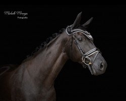 dressage horse Fayola CH (Oldenburg, 2015, from Fürstenball)