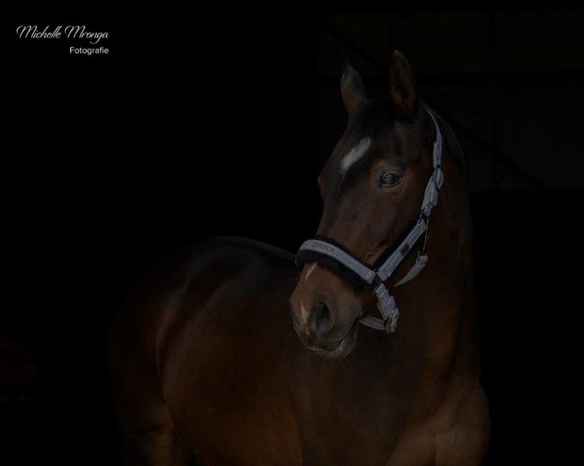 Pferd Noria du Coq (Selle Français, 2001, von Scherif d'Elle)
