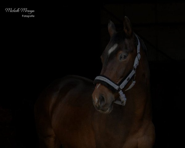 horse Noria du Coq (Selle Français, 2001, from Scherif d'Elle)