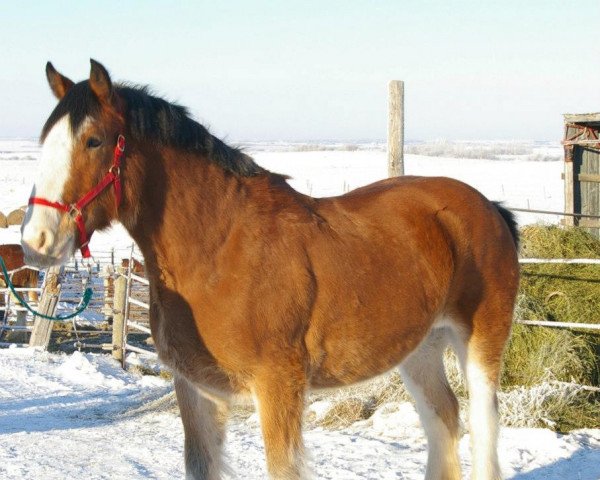 Zuchtstute Hill Topper Lola's Cherry (Clydesdale, 2004, von Crack A Dawns Silver Storm)