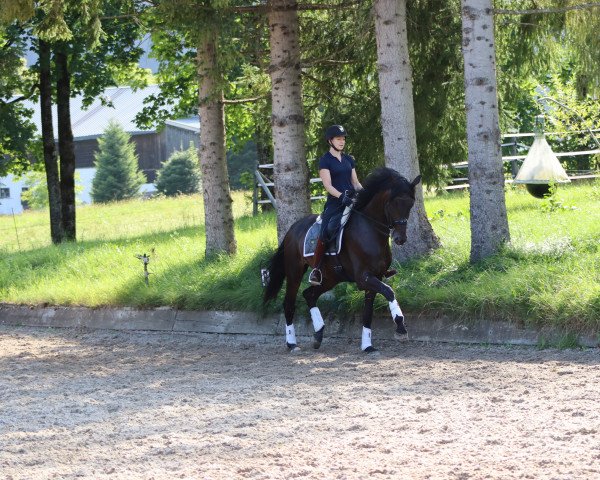 dressage horse Galaxy 7 (Oldenburg, 2014, from Zonik)