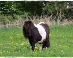 Pferd Coolstep Elaiza (Shetland Pony, 2016, von Ambitie van de Zandkamp)