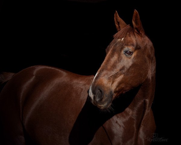 Pferd Burbon (unbekannt, 2006)