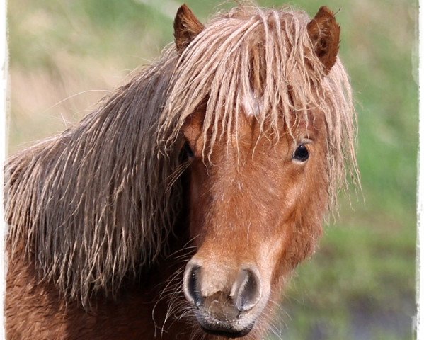 Pferd Coolstep King Julien (Shetland Pony, 2017, von Kaspar)