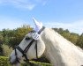 Springpferd First Diamond 7 (KWPN (Niederländisches Warmblut), 2010, von Arthur O.A.)