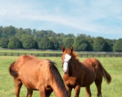 horse Hengst von Curlin xx (Thoroughbred, 2021, from Curlin xx)